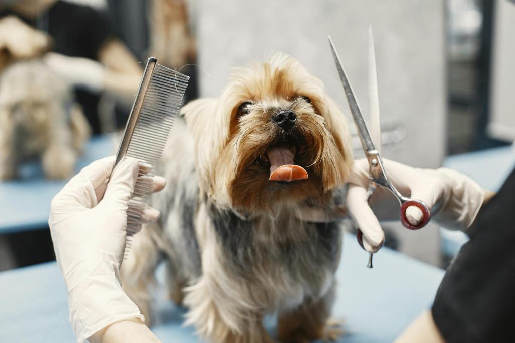 Dog Grooming Services in Fort Worth, Texas